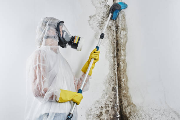 Best Water damage restoration near me  in Iron River, MI